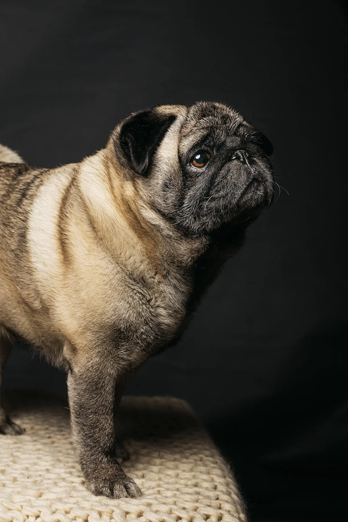 husdjursfotograf-stockholm-mops-02..jpg