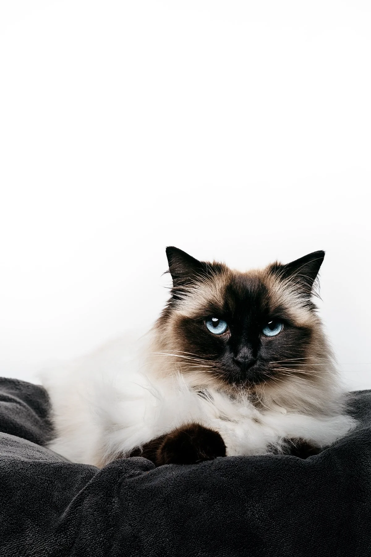 husdjursfotograf-stockholm-ragdoll-01.jpg