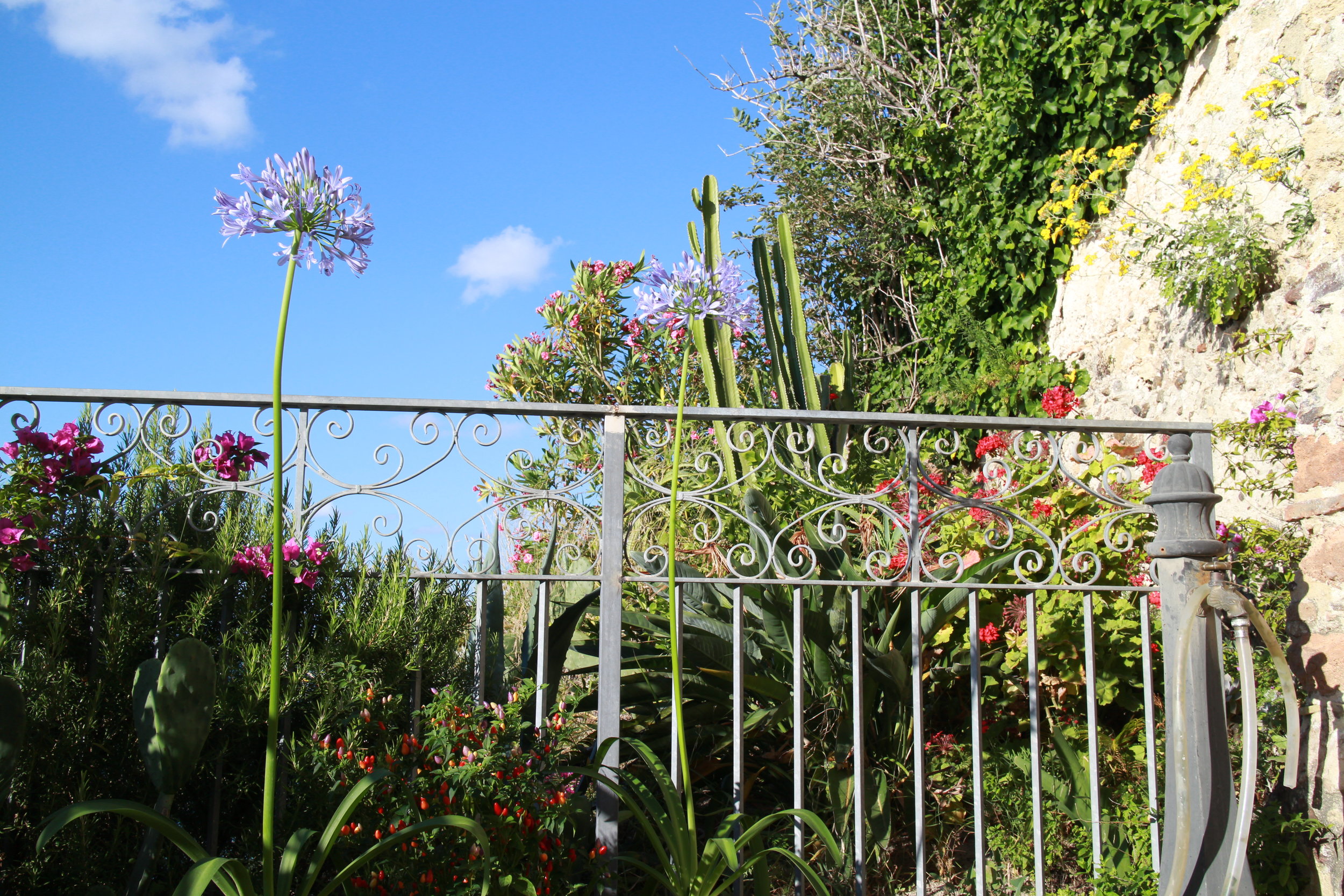 flowers and clouds