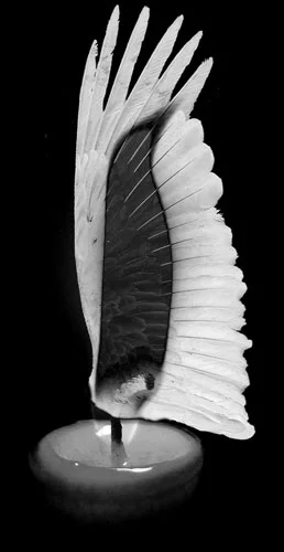 To Drash is to Dream by Dr. Shaul Magid