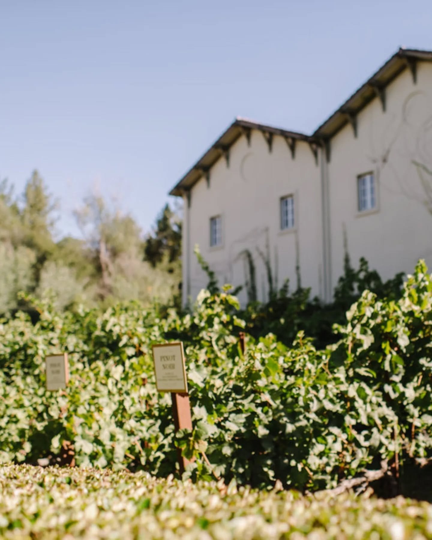 At L&rsquo;Relyea Events, every detail is designed with intention&mdash;from the first look among vineyard vines to golden-hour toasts beneath swaying palms.

This unforgettable celebration blended timeless elegance with heartfelt joy. From the delic