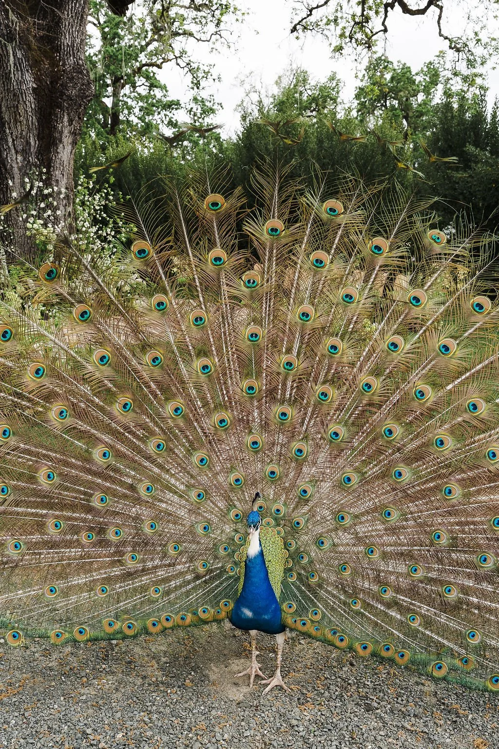 Vineyard Wedding Ceremony Under Oak Tree – Napa Valley | L’Relyea Events