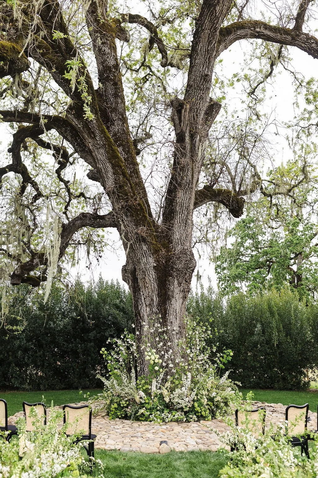 Vineyard Wedding Ceremony Under Oak Tree – Napa Valley | L’Relyea Events