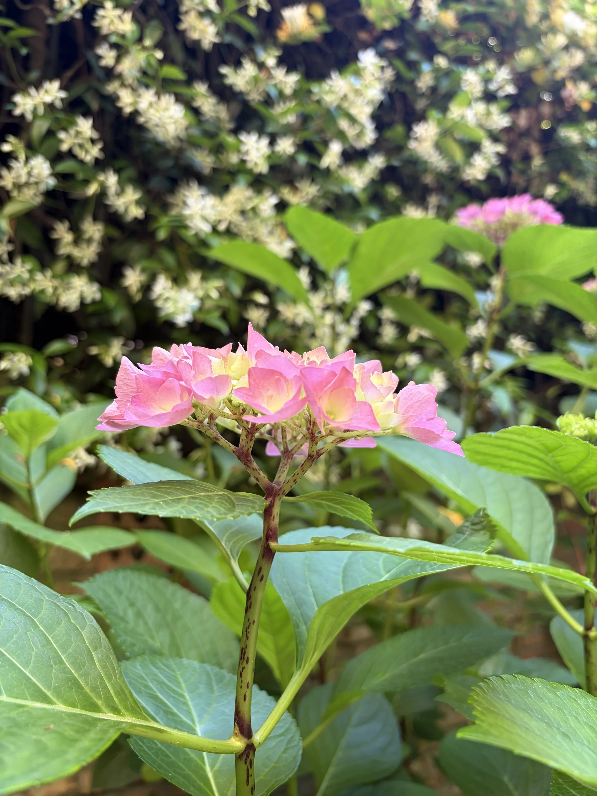 IMG_0728.jpeg