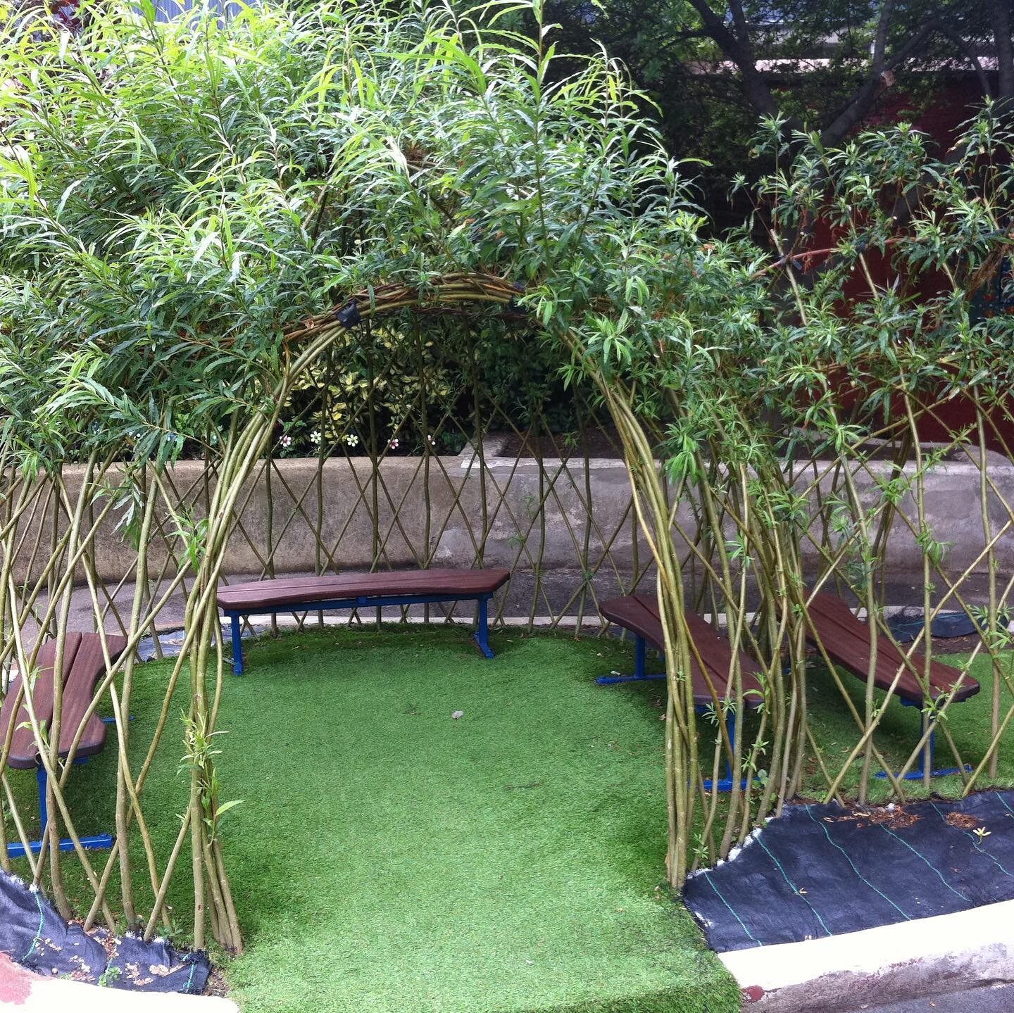 Willow dome with bespoke curved benches for Hawley Primary School in Camden. #livingwillow #schoolgounds #willow #livingbuildings #schoolworkshop #theschoolartist