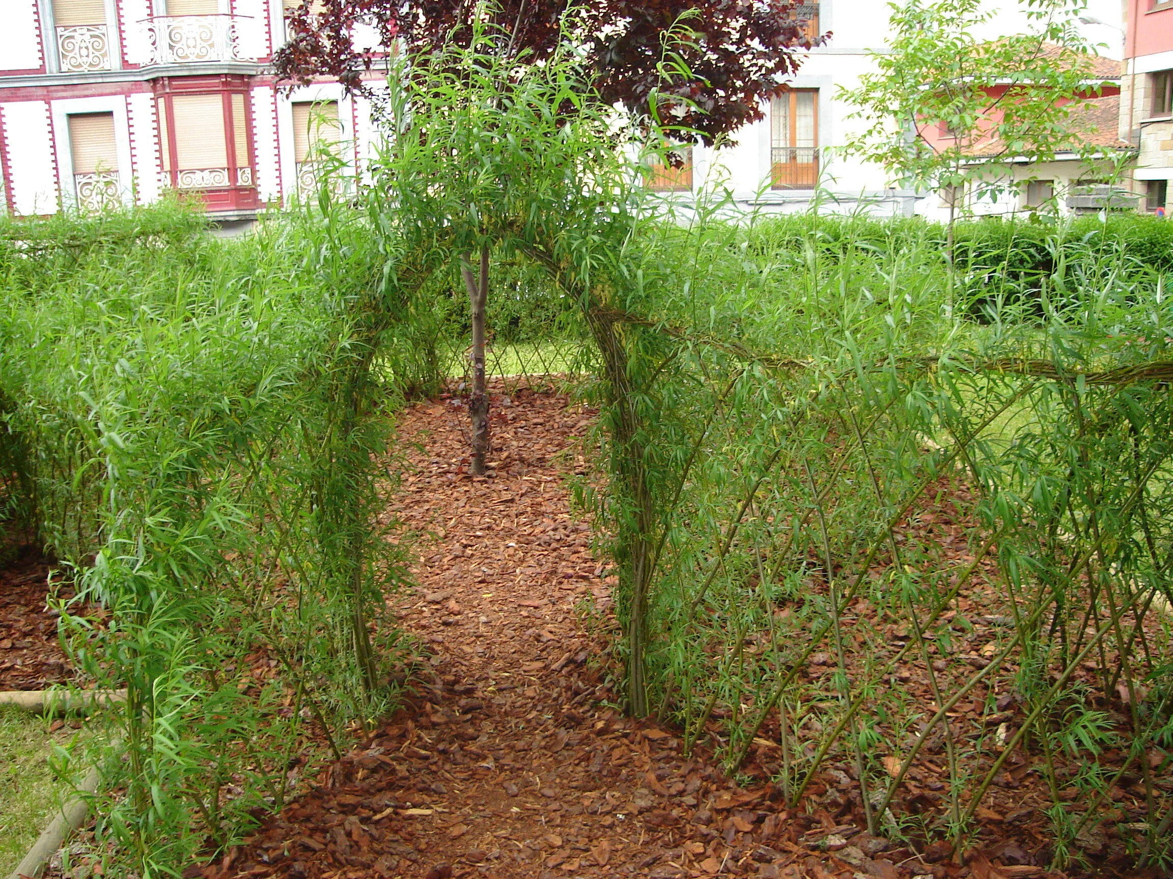 Living Willow Structures