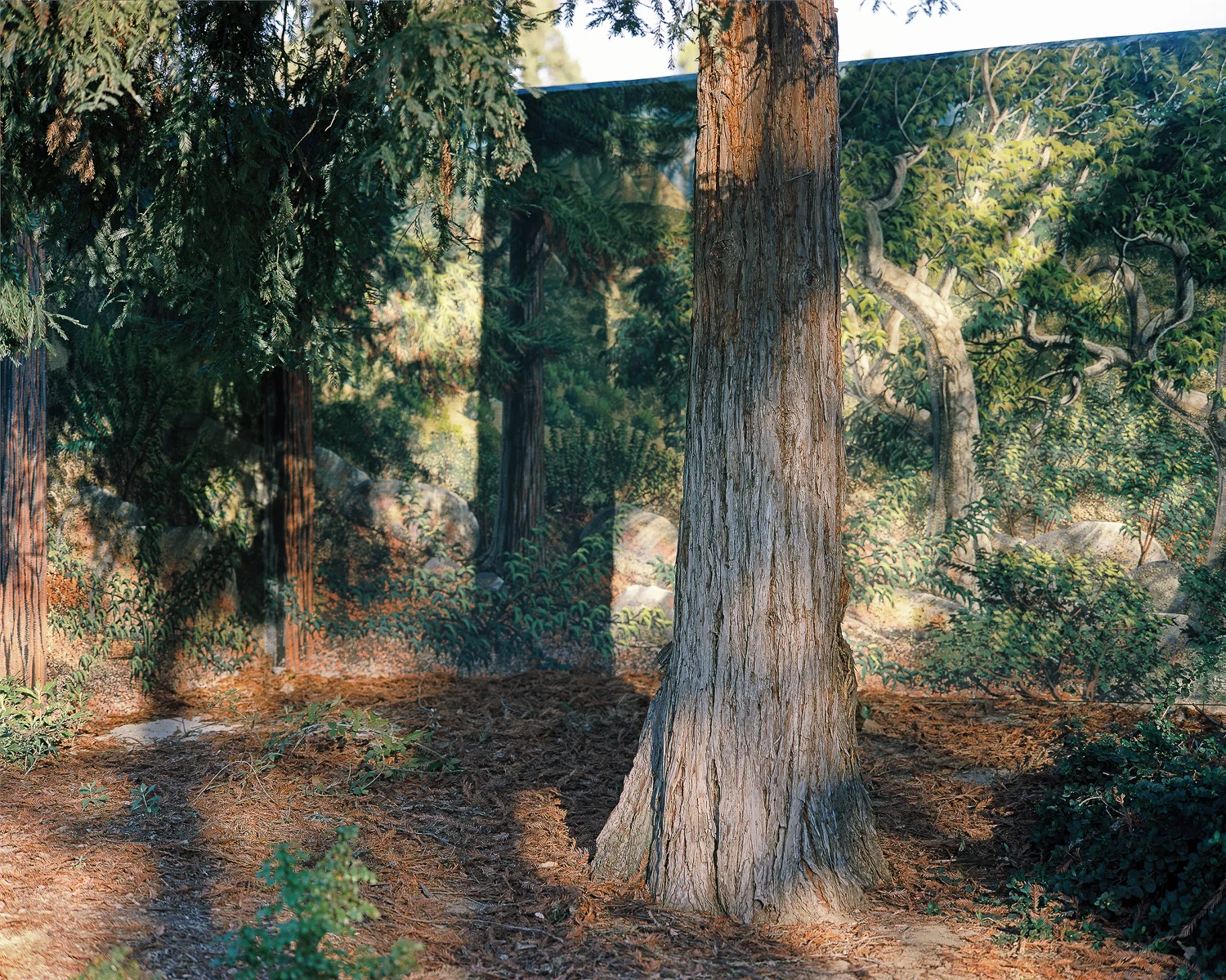 Shadow of Wilderness.jpg