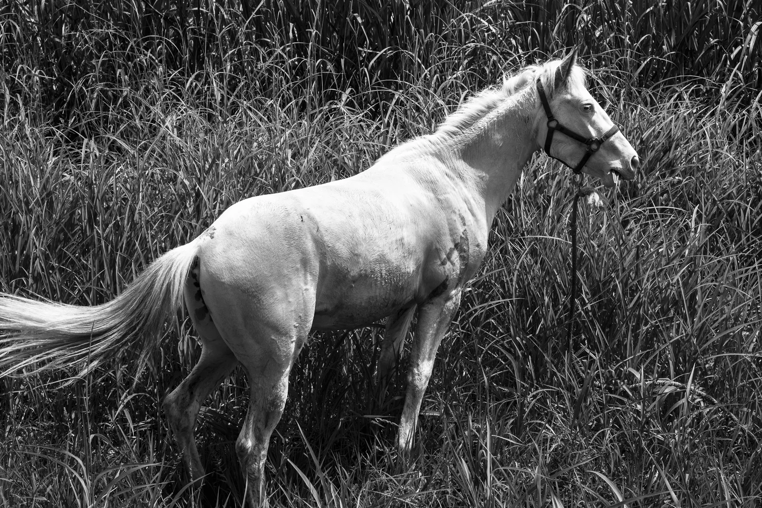 Trail Riders-32.jpg