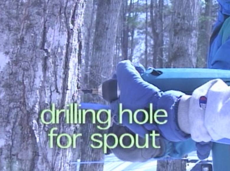 We install spouts to collect sap from trees.