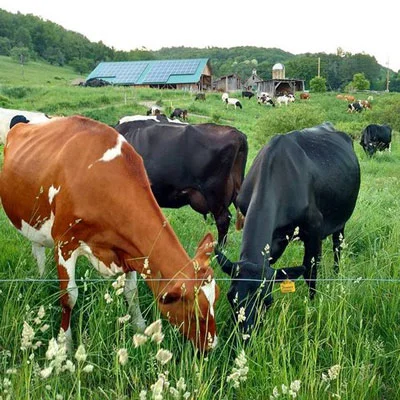 cows2.jpg