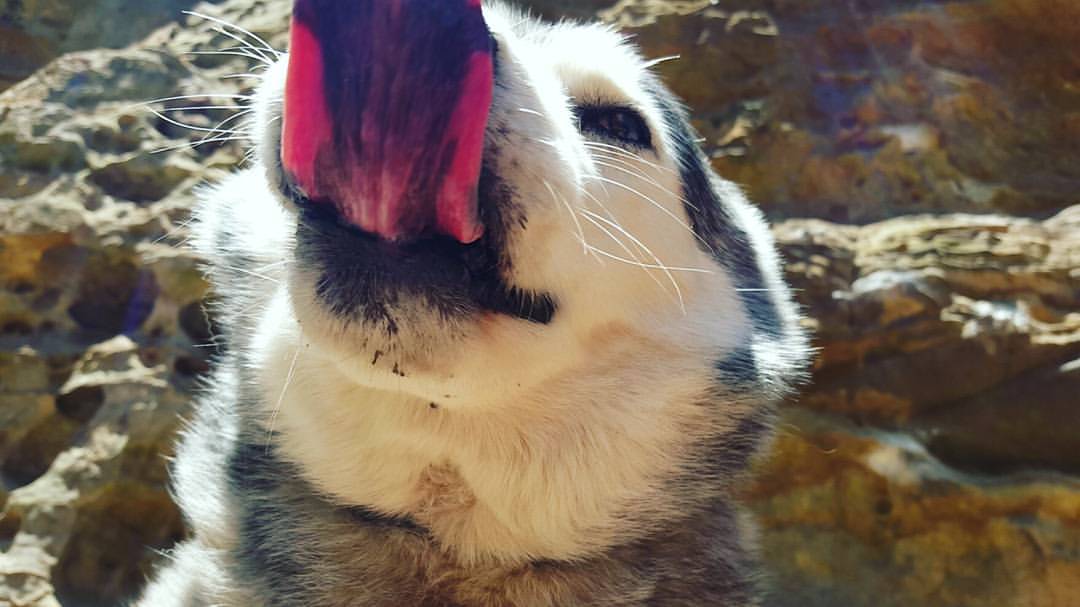 Everybody, meet Ruger. Photo by Kristina Lumm