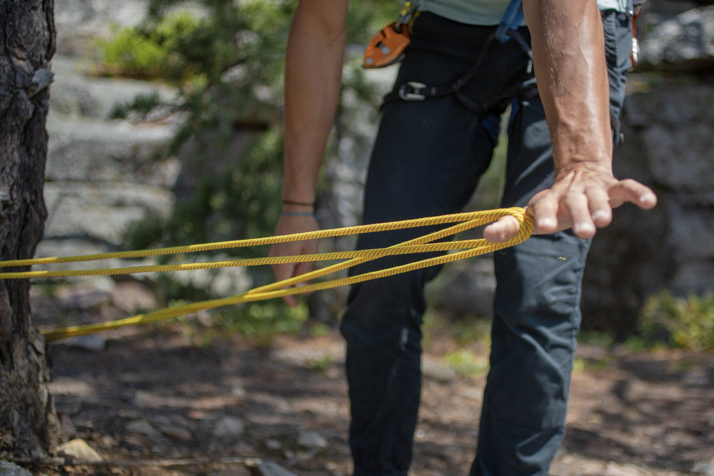 top rope anchor tree