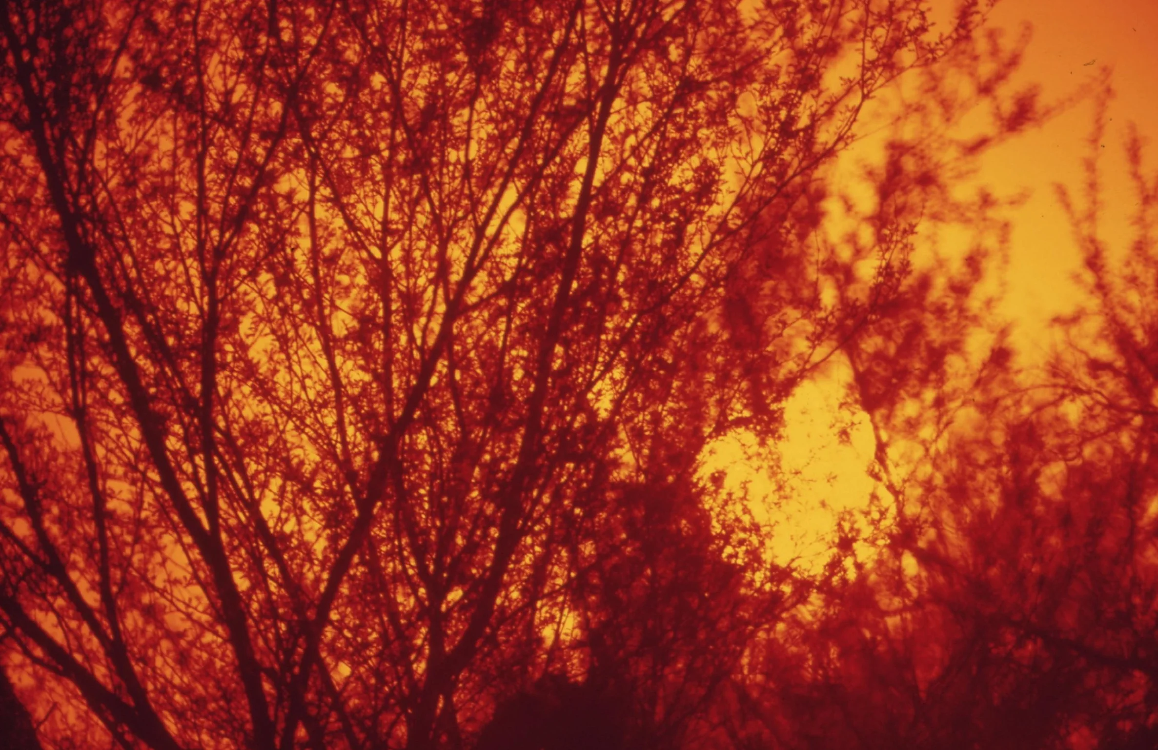 Loudspeaker:: PICK YOUR PREDATOR by Mathews Huey