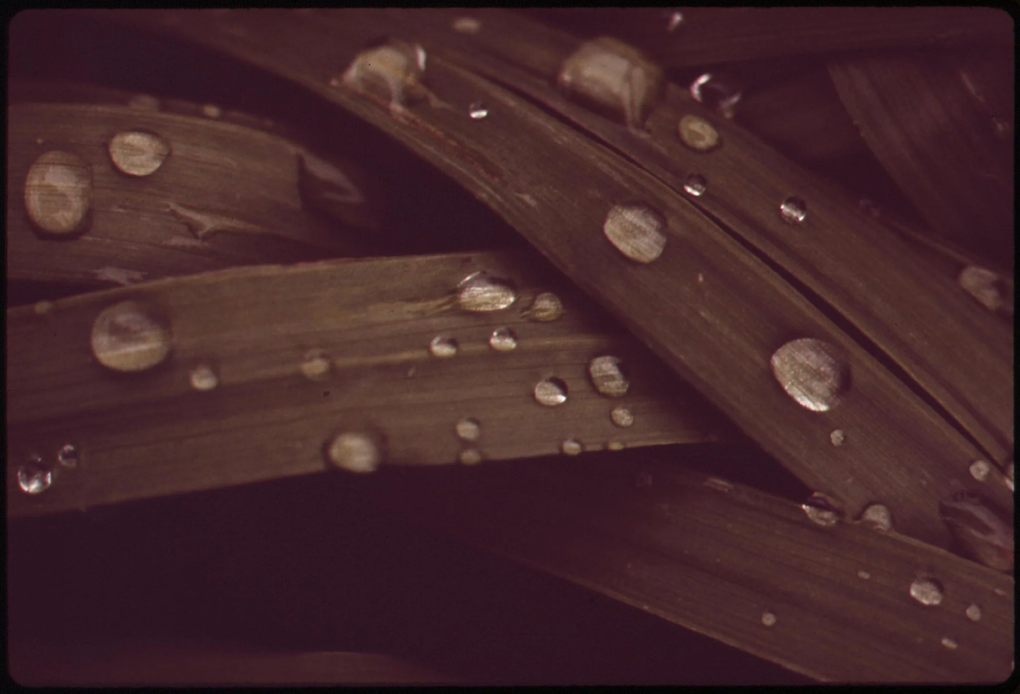 LOUDSPEAKER:: Poetry by Gage Tarlton