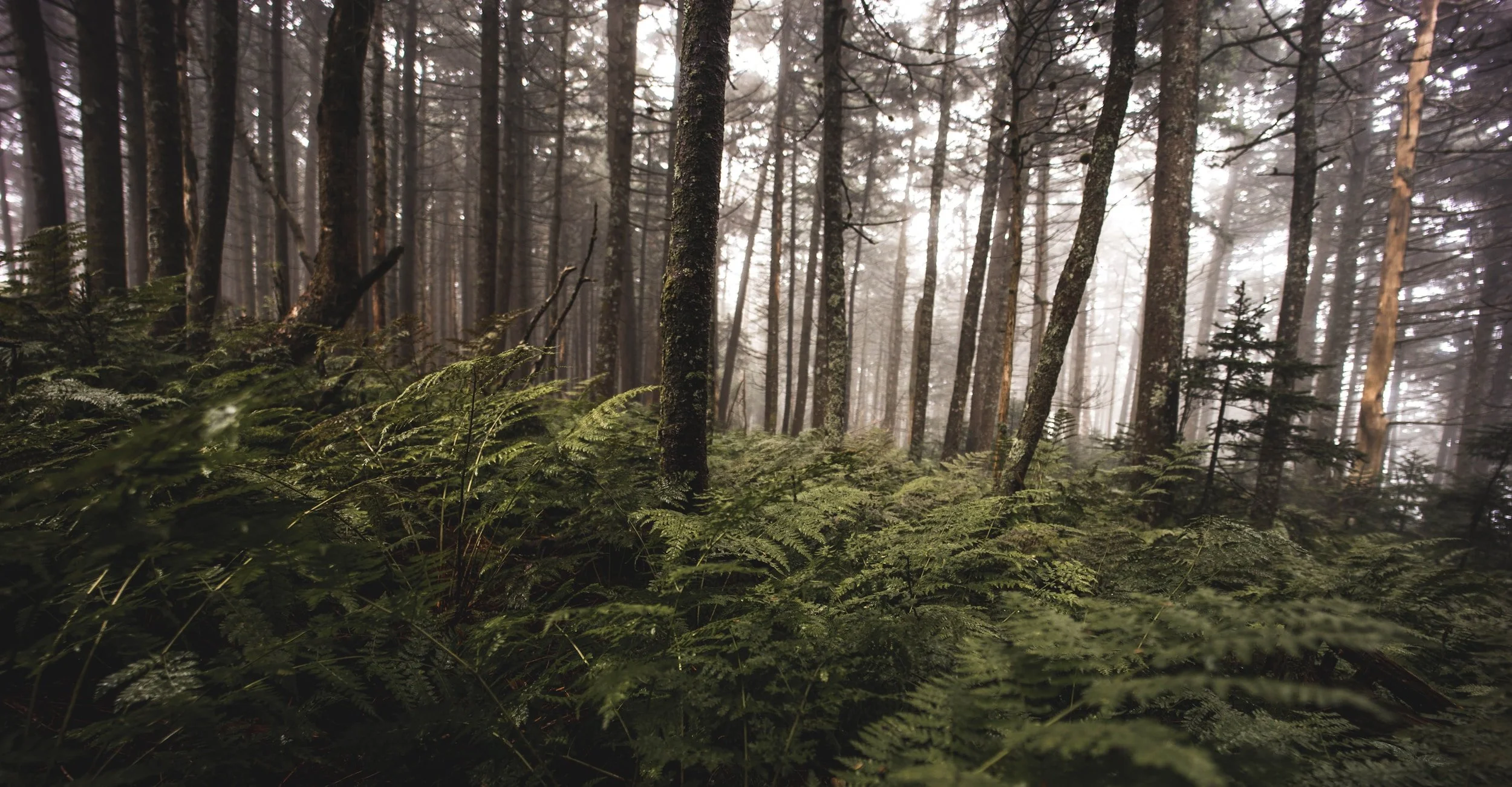 unsplash-image-STkeQ4HE54w.jpg