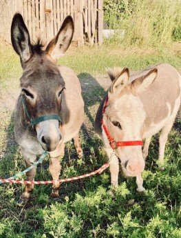 donkey.jpg