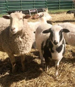 sheep.jpg