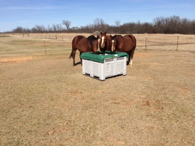 How To Introduce Your Horse To Slow Feeding