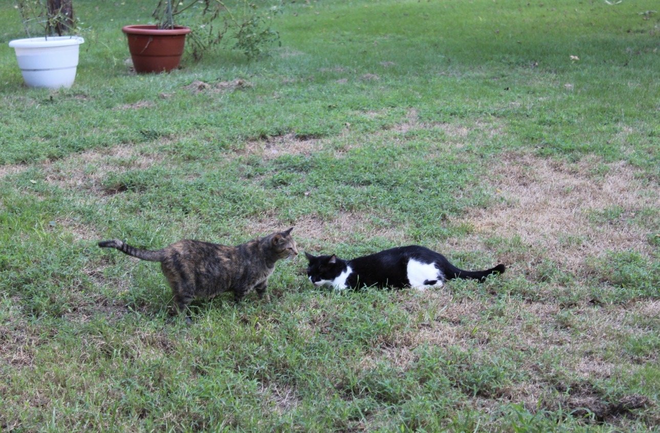 A stray problem, a domestic fix: Operation Colony Cats makes impact helping stray cats