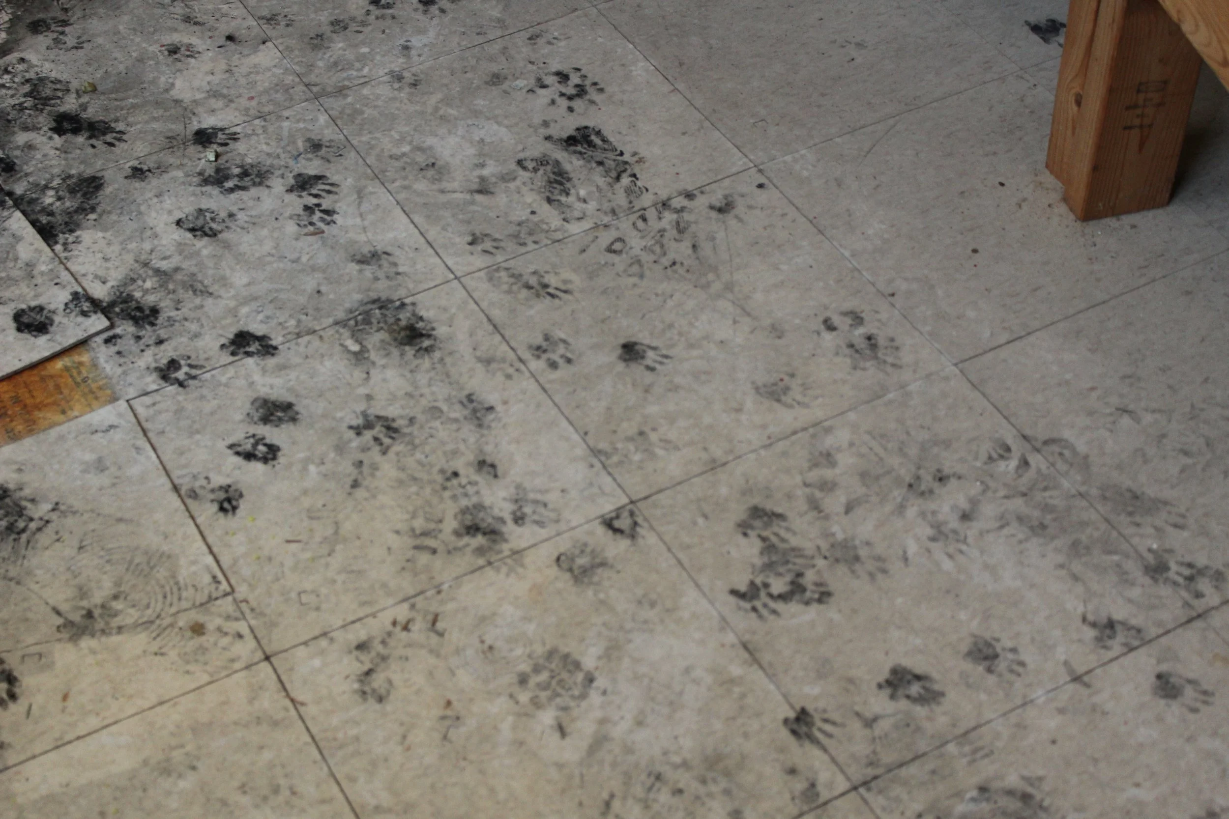  Pawprints of the current inhabitants of the building, groundhogs. 