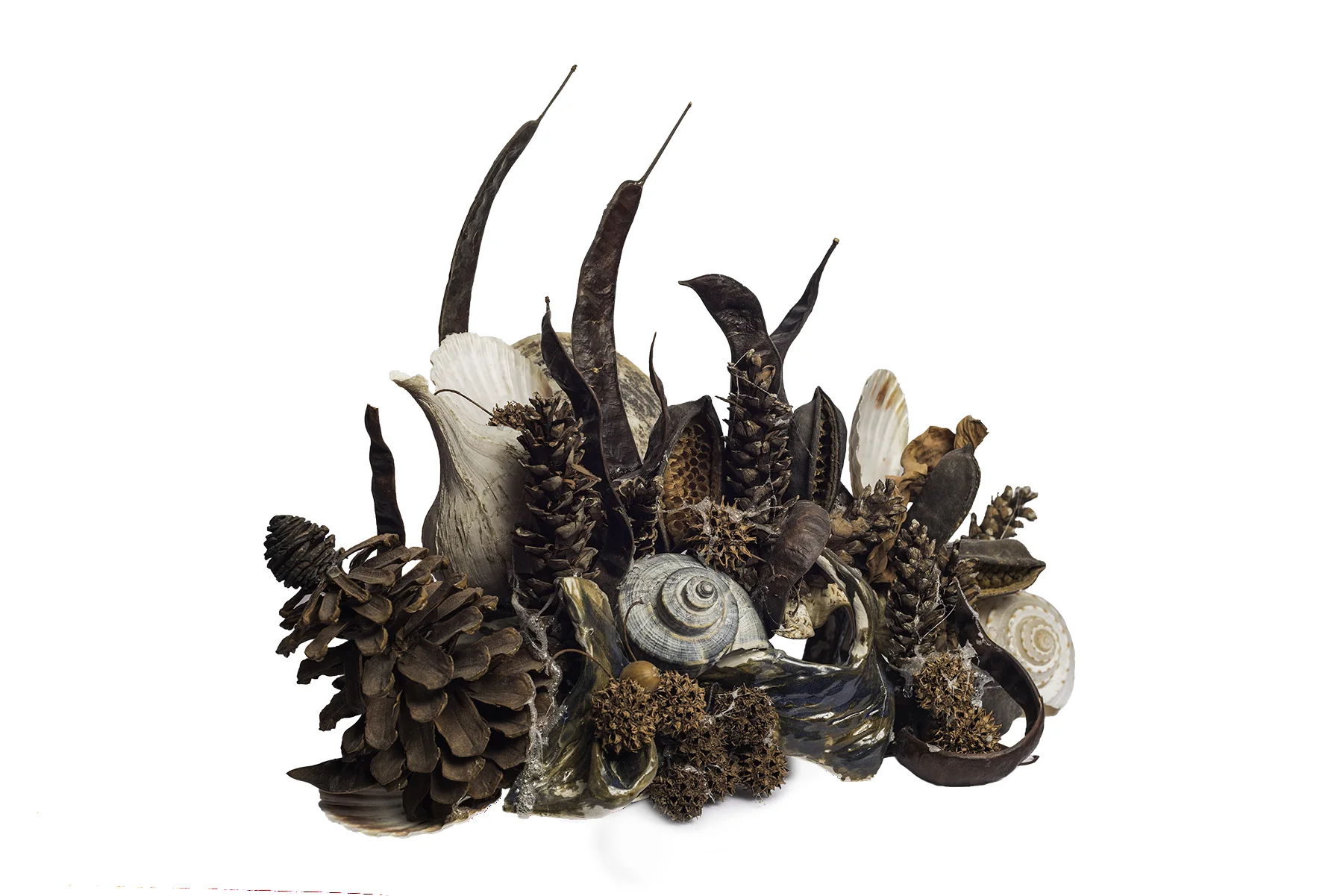 Composition with Pine Cones, Shells & Carobs (12.2)