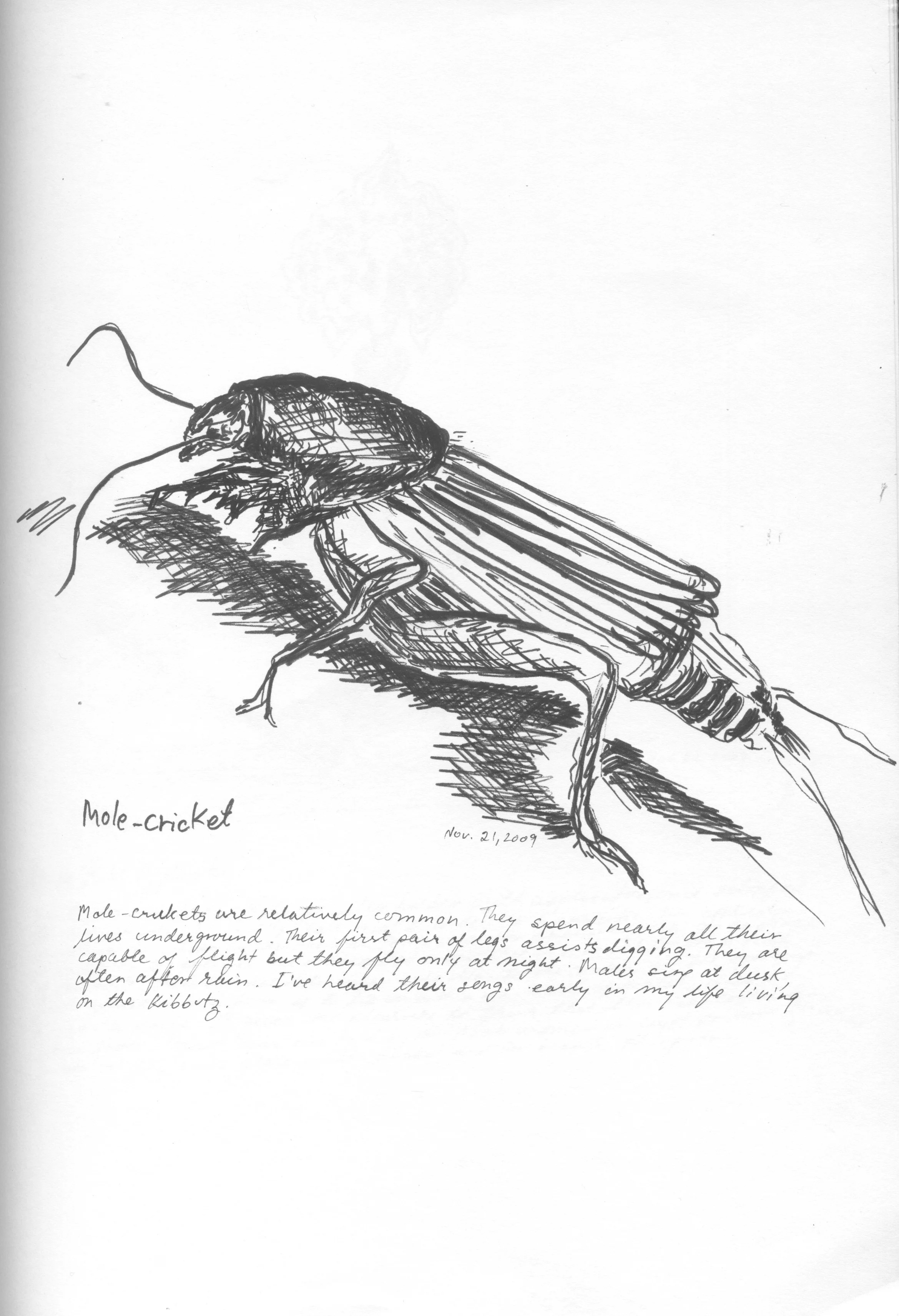 Mole-Cricket.jpeg