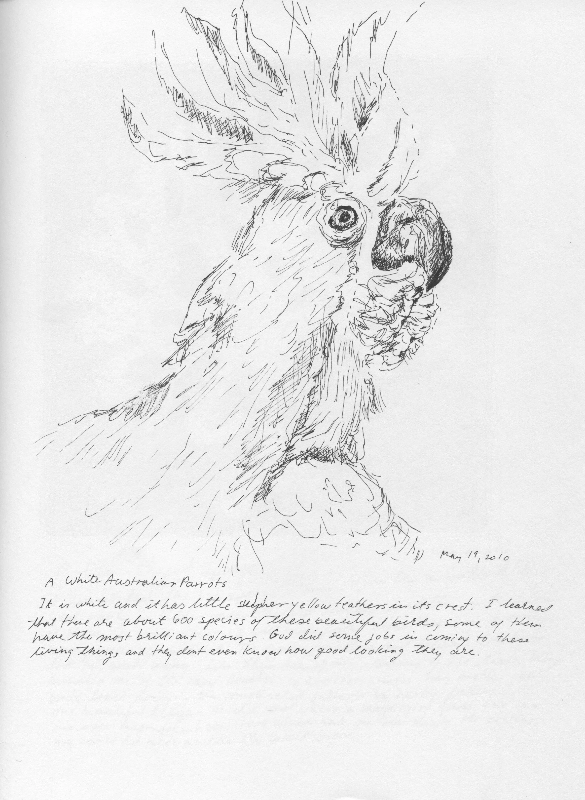 Australian Parrots.jpeg