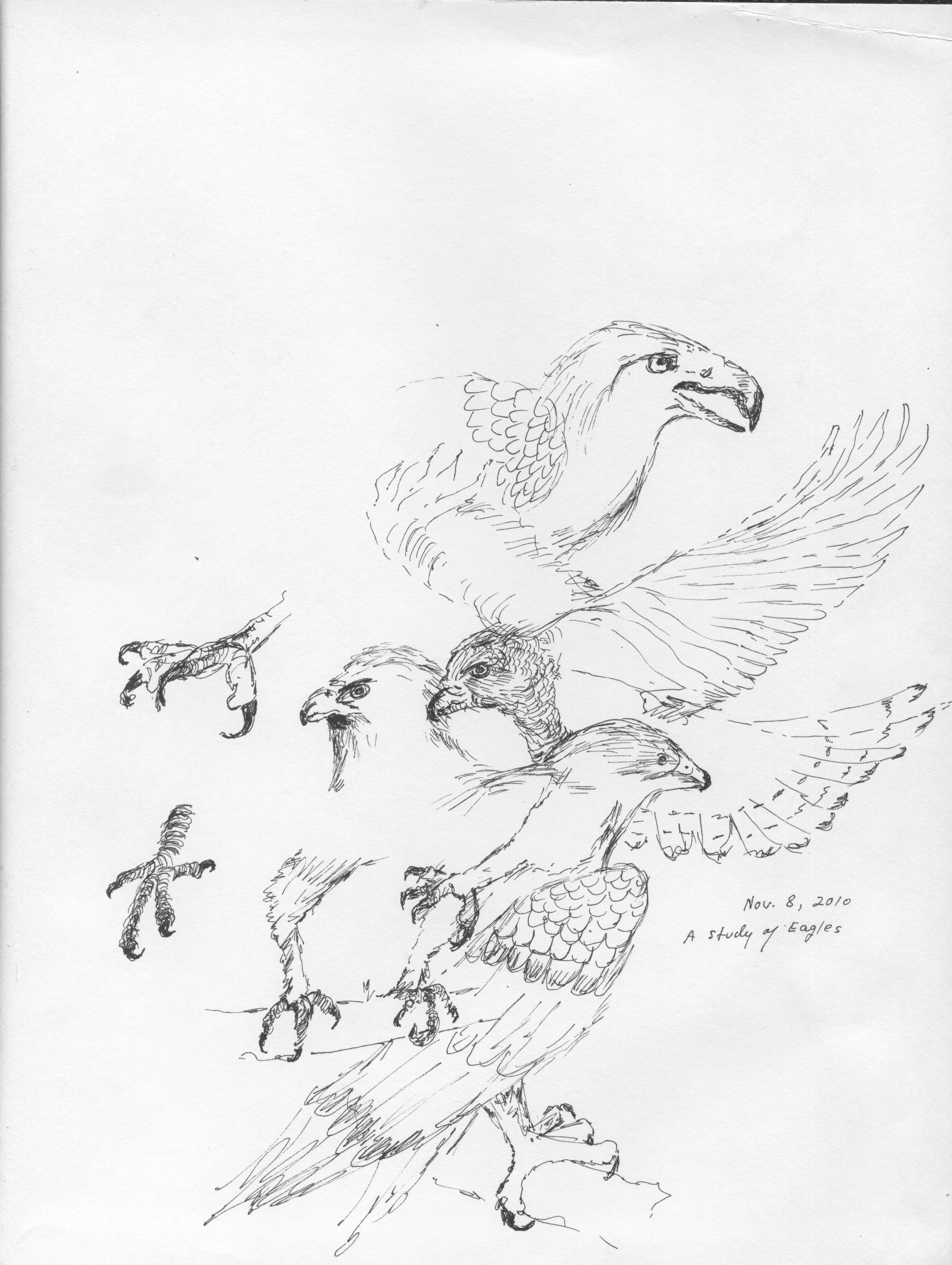 Study of Eagles.jpeg