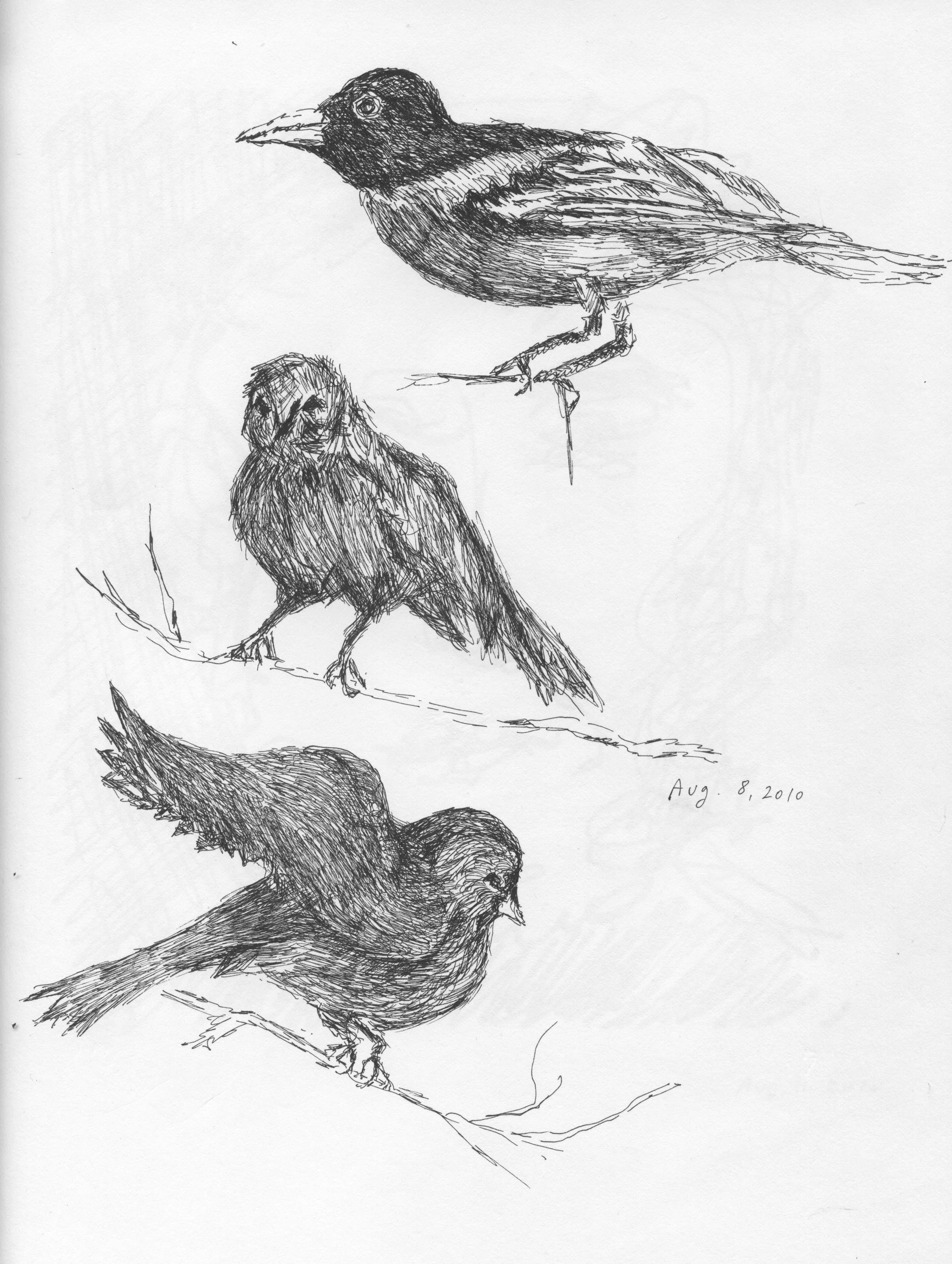 Three Small Birds.jpeg