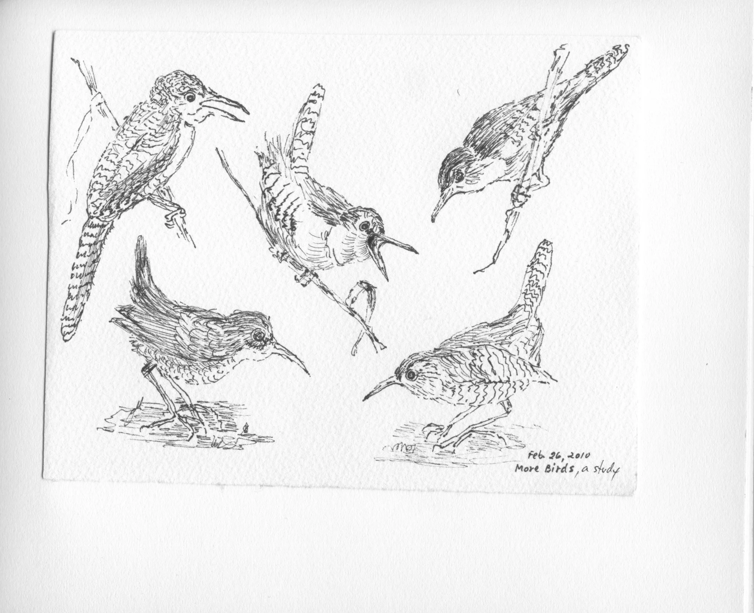 Birds- A study II.jpeg