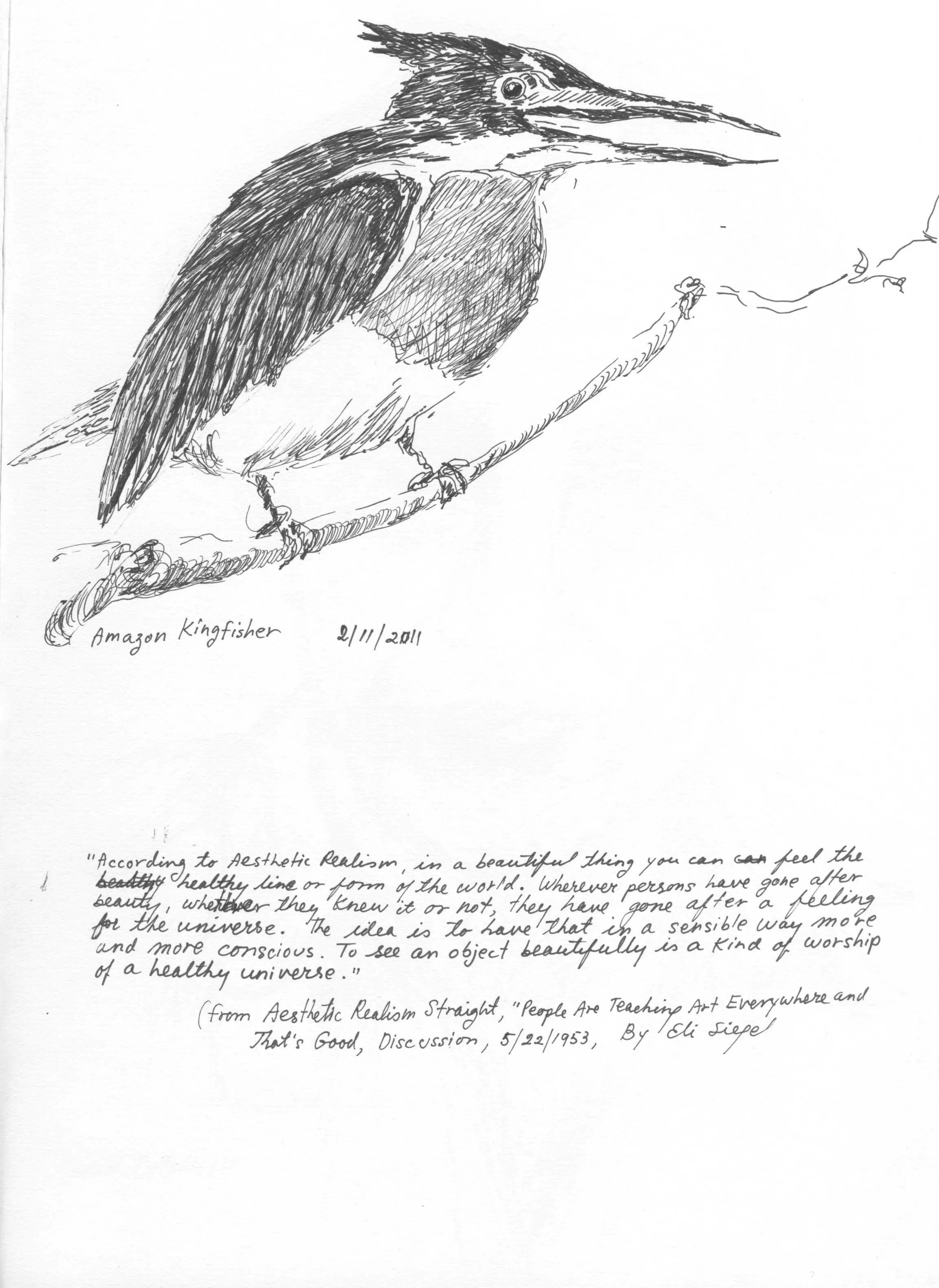 Amazon Kingfisher.jpeg