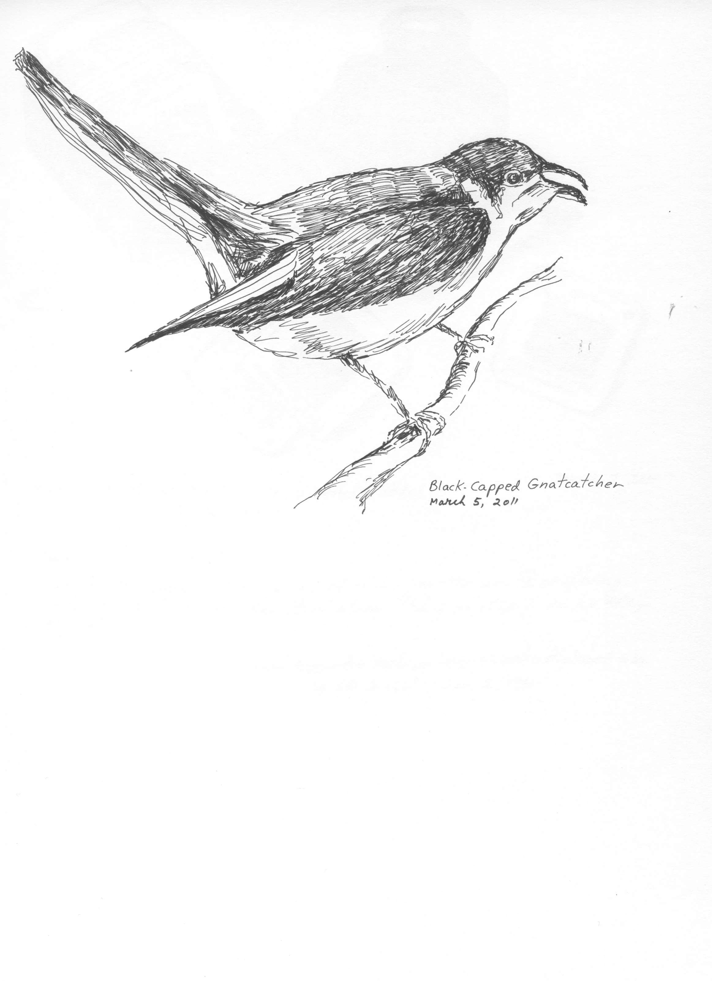 Black Capped Gnatcatcher.jpeg