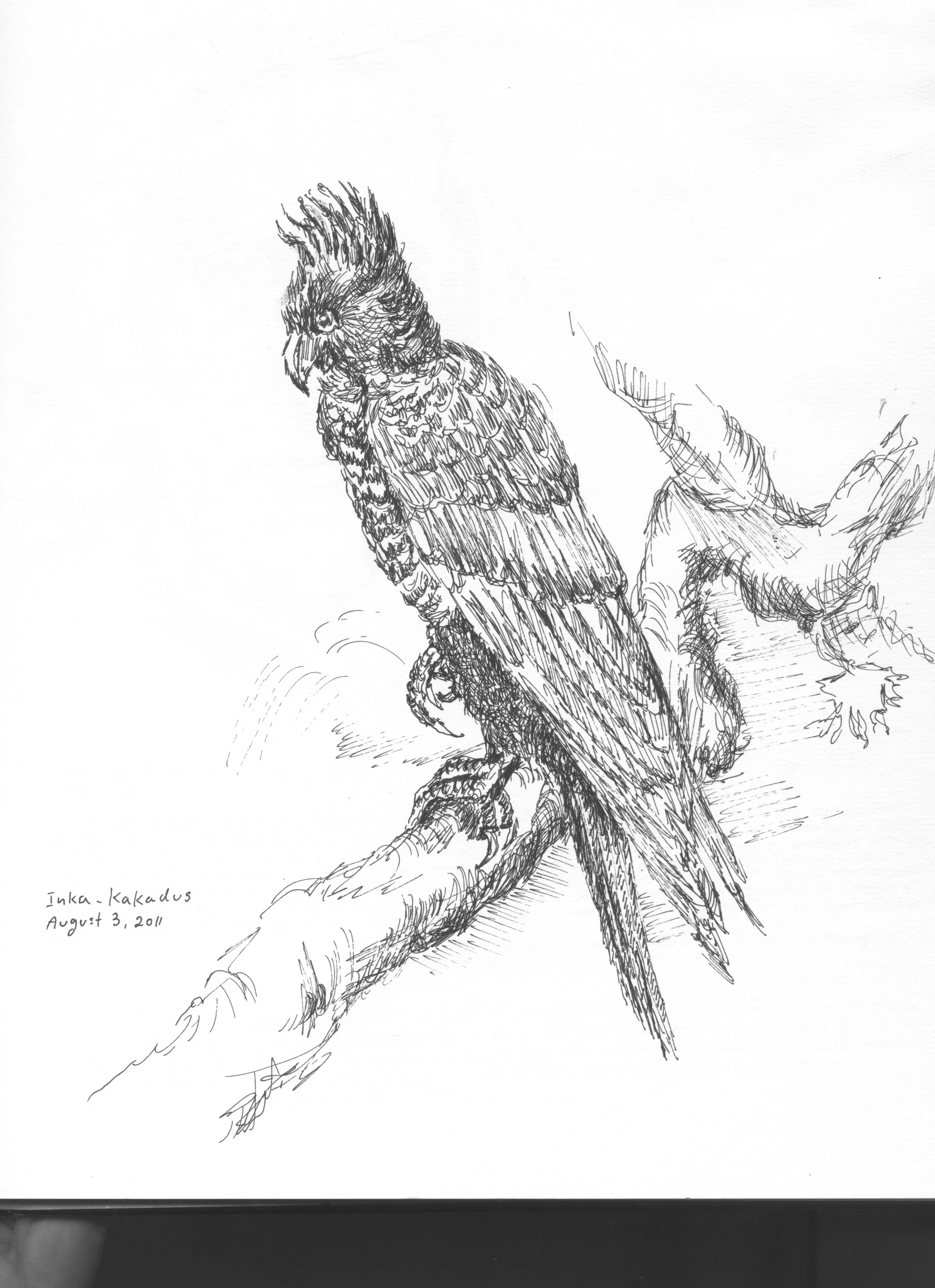 Inka-Kakadus.jpeg