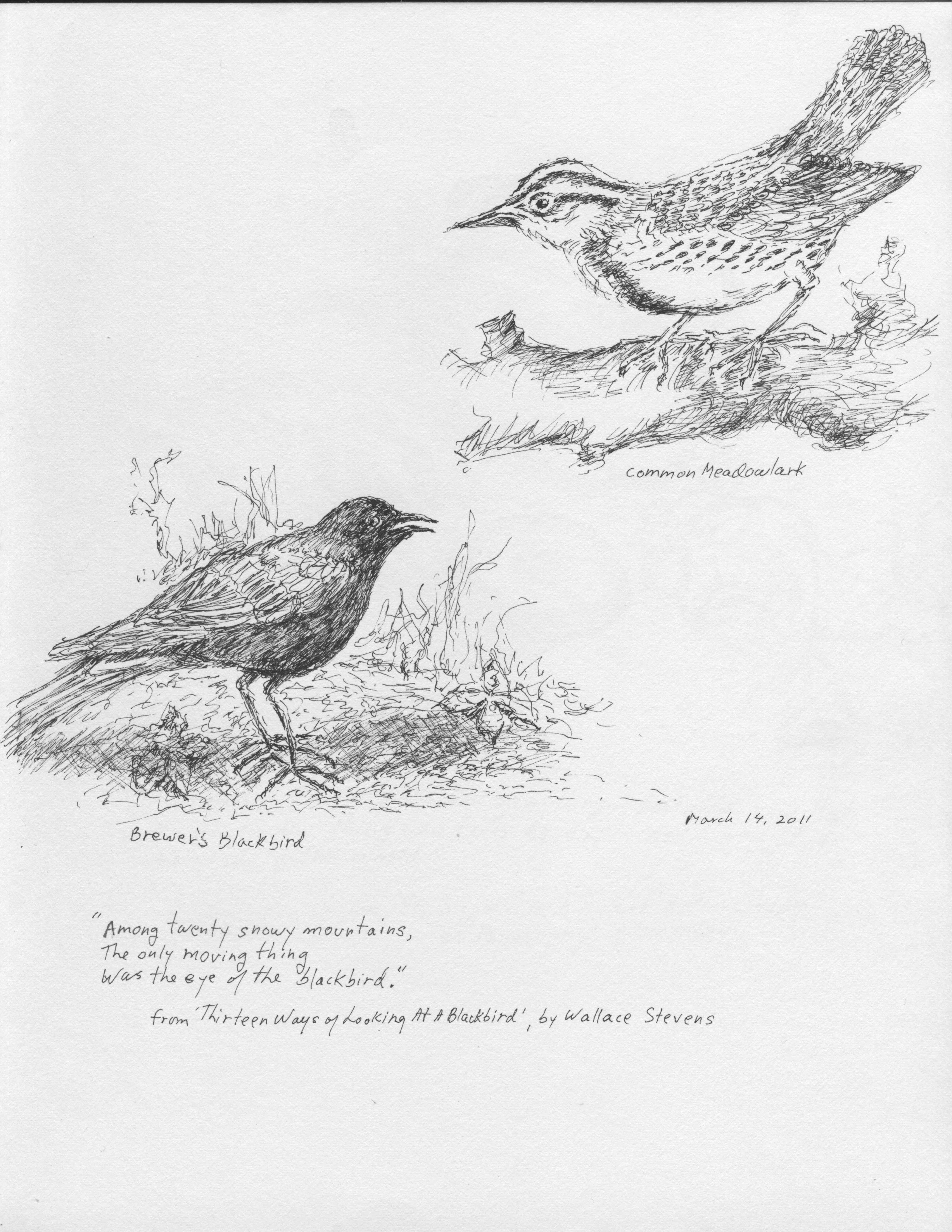 Brewer's Blackbird & Common Meadowlark:Wallace Stevens.jpeg