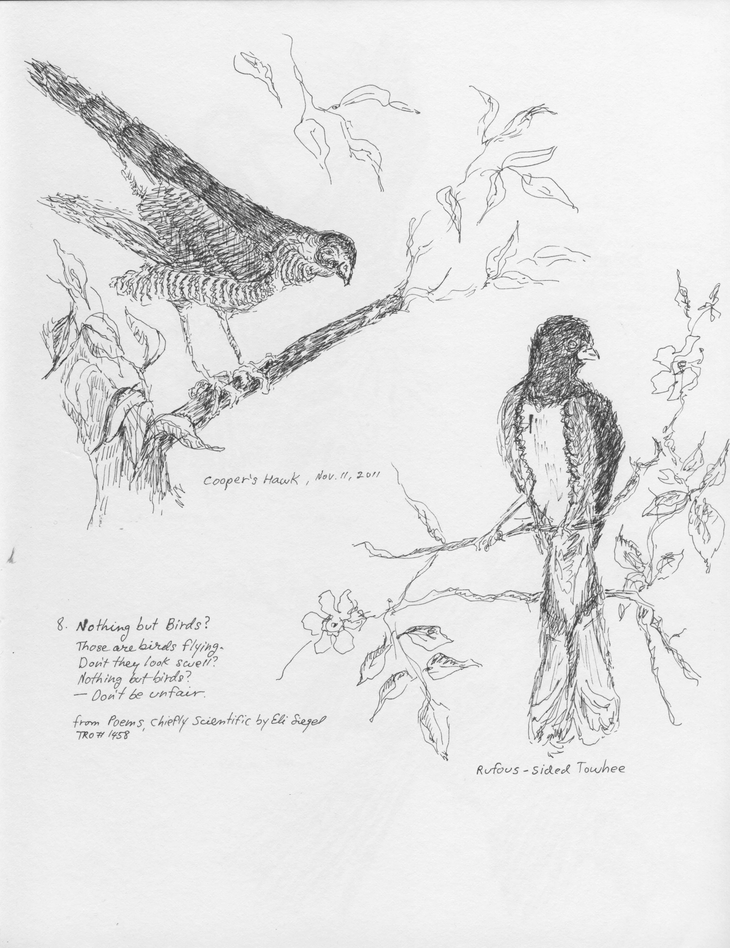 Cooper's Hawk & Rufous-Sided Towhee.jpeg