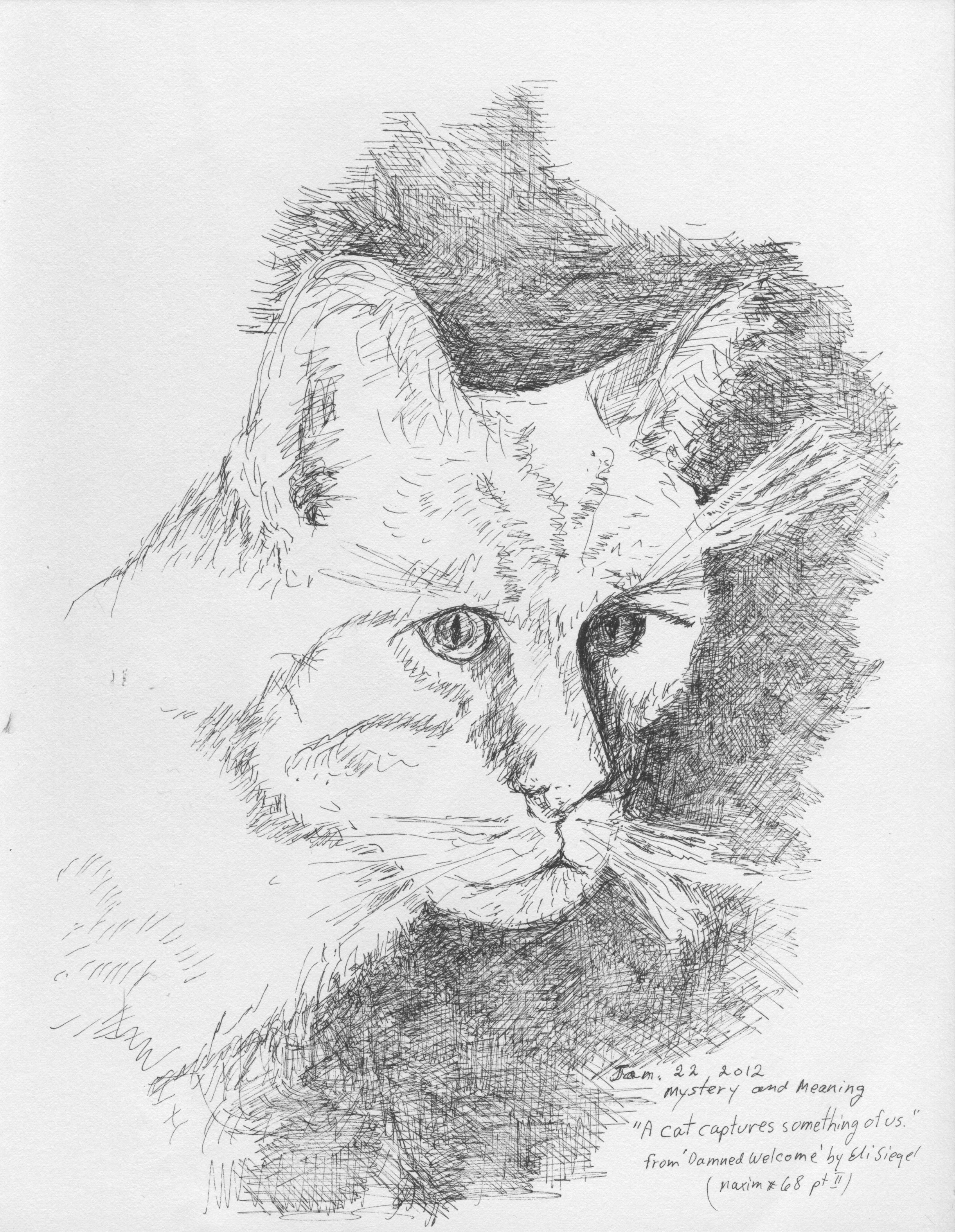 Mystory and Meaning in a Cat Face.jpeg