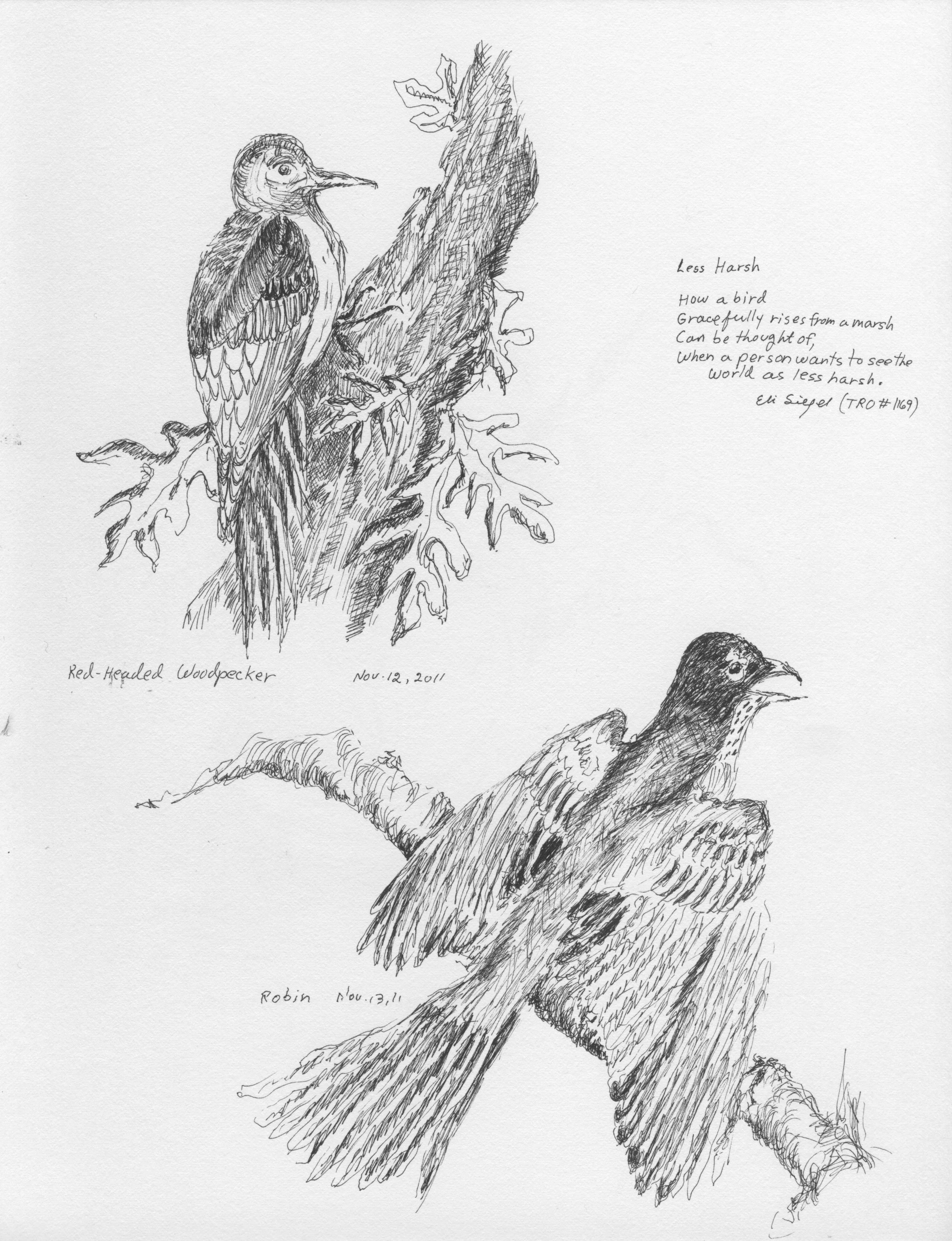 Red-Headed Woodpecker & Robin.jpeg