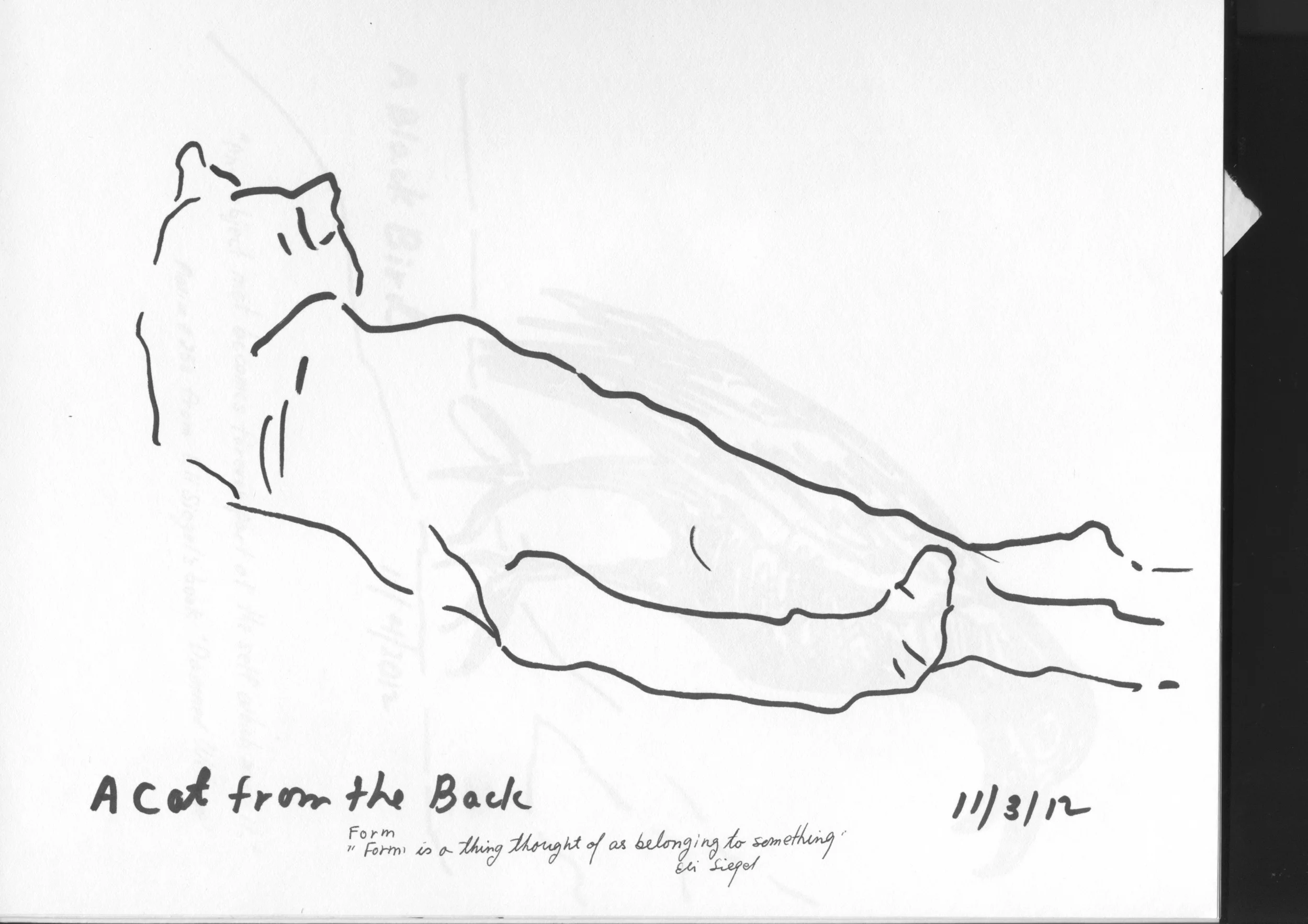 Cat from the Back.jpeg