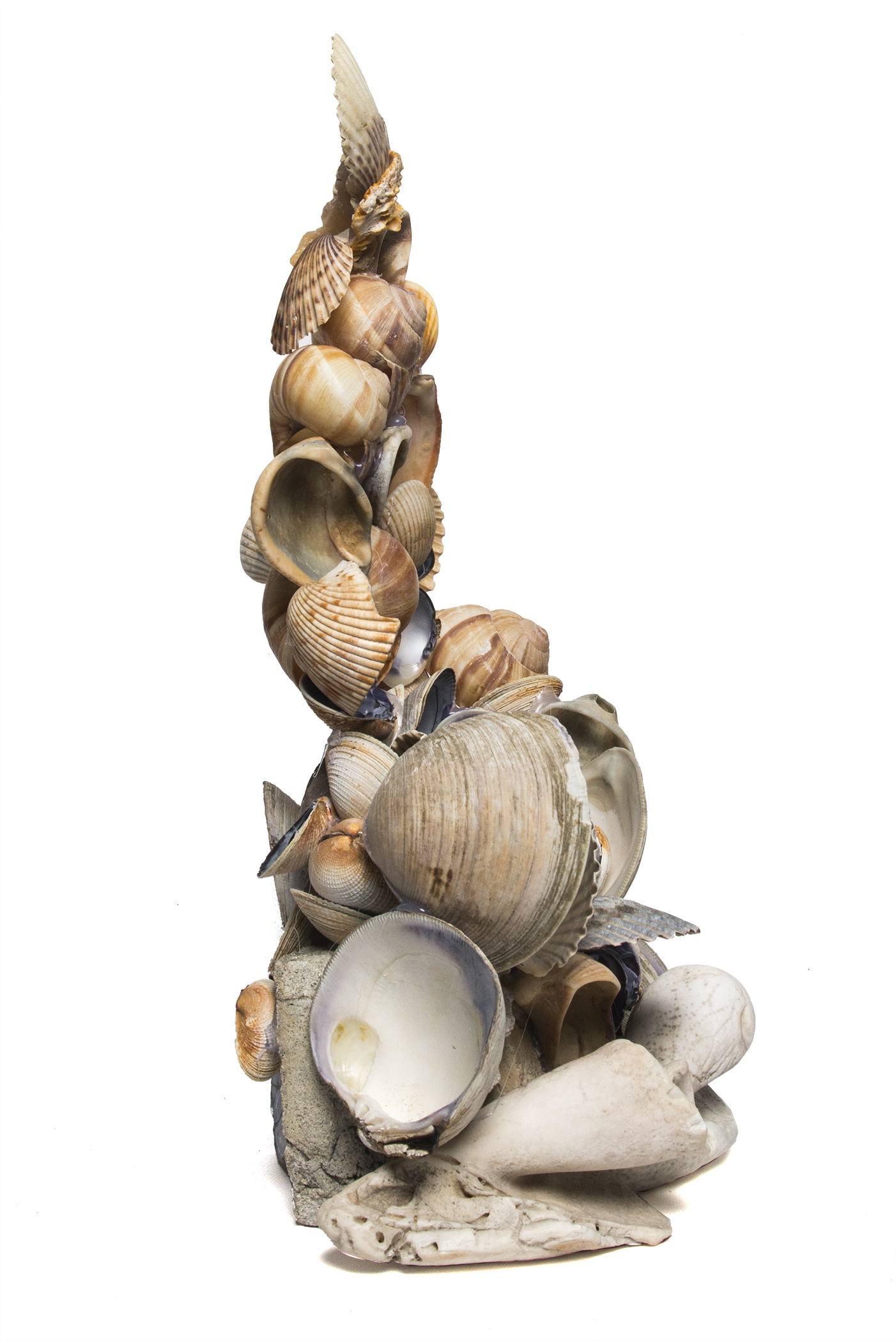 Display of Shells (202.2)