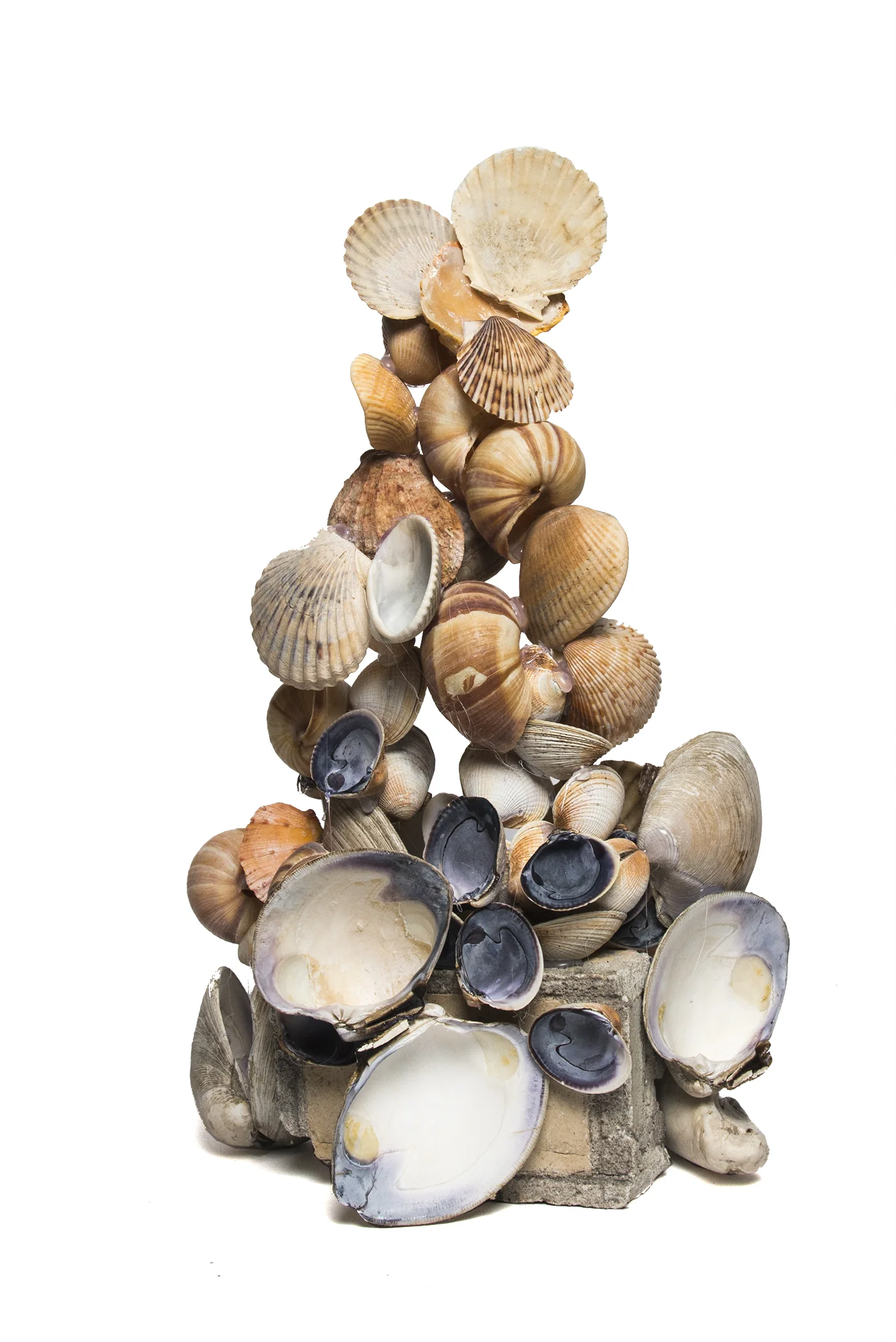Display of Shells (202.3)