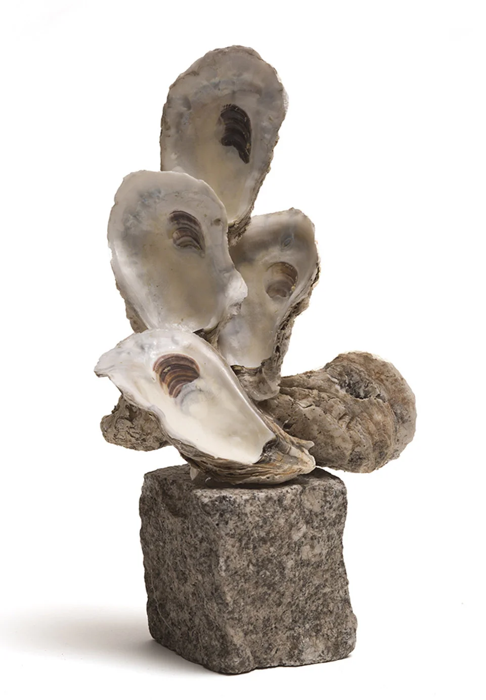 Oyster Shells: Solidity & Exuberance (211.1)