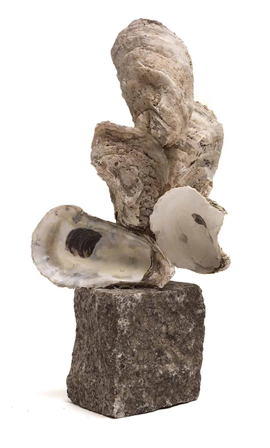 Oyster Shells: Solidity & Exuberance (211.2)