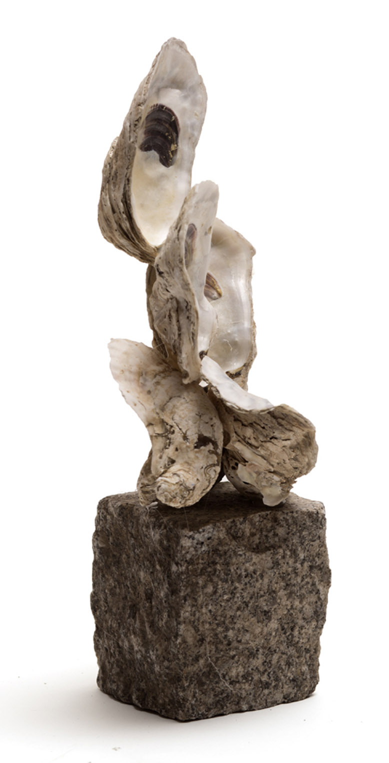 Oyster Shells: Solididty & Exuberance (211.3)
