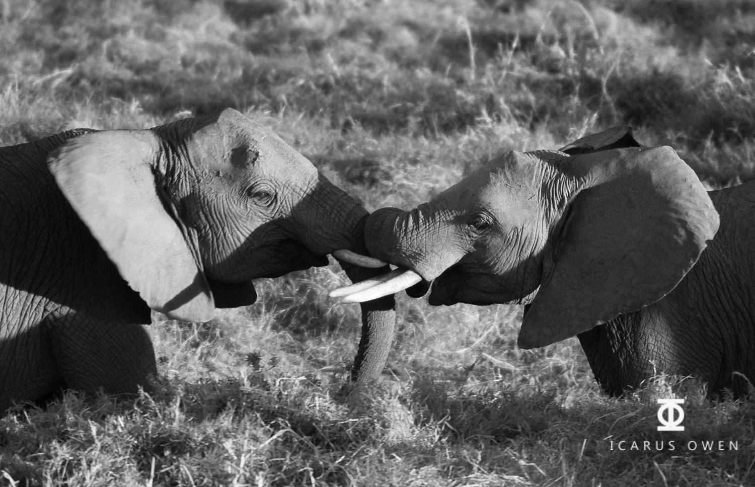 African elephants (Loxodonta africanus) greeting