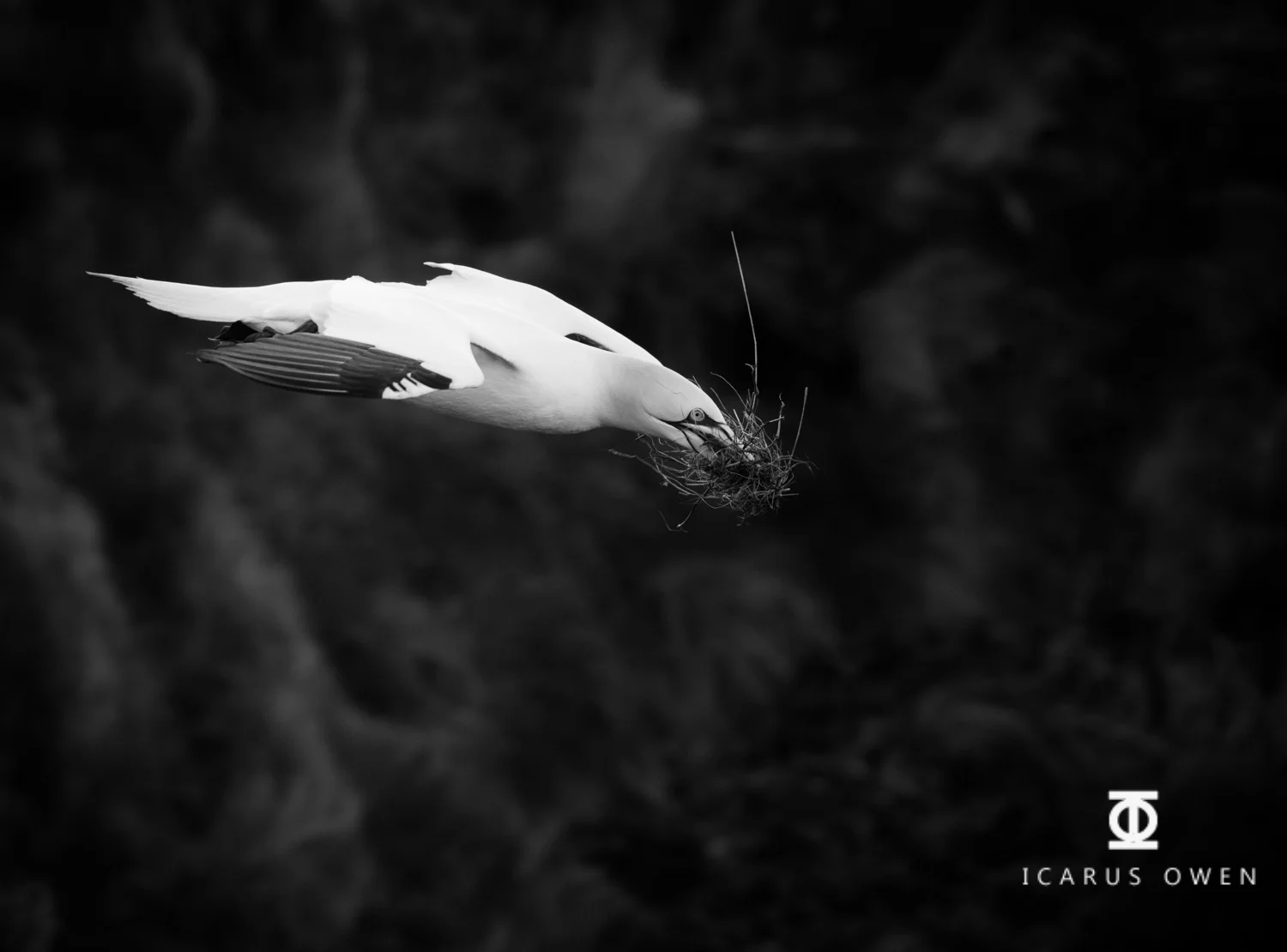 Northern gannet (Morus bassanus) collecting nesting material