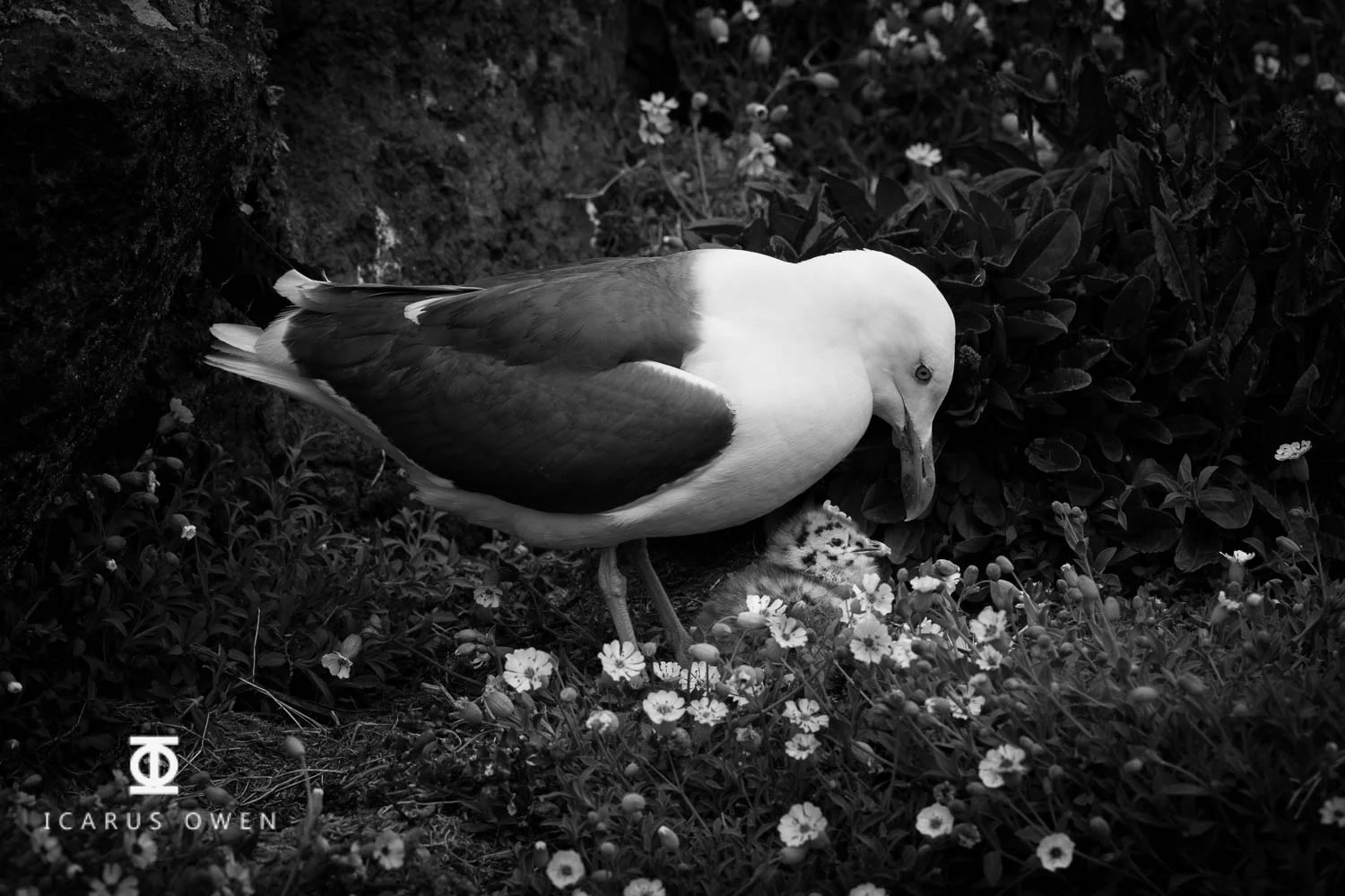 Black backed gull with chick