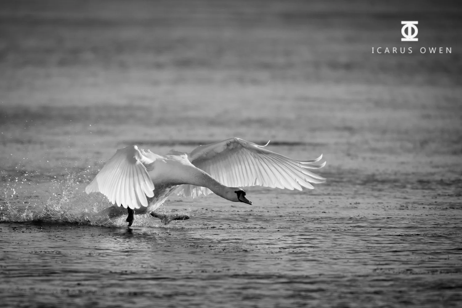 Mute swan taking off at Loirston Loch nature reserve, Aberdeen