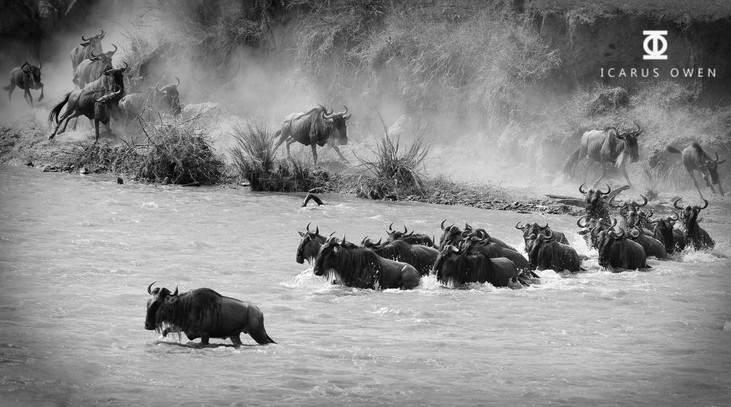 Wildebeest Crossing Africa