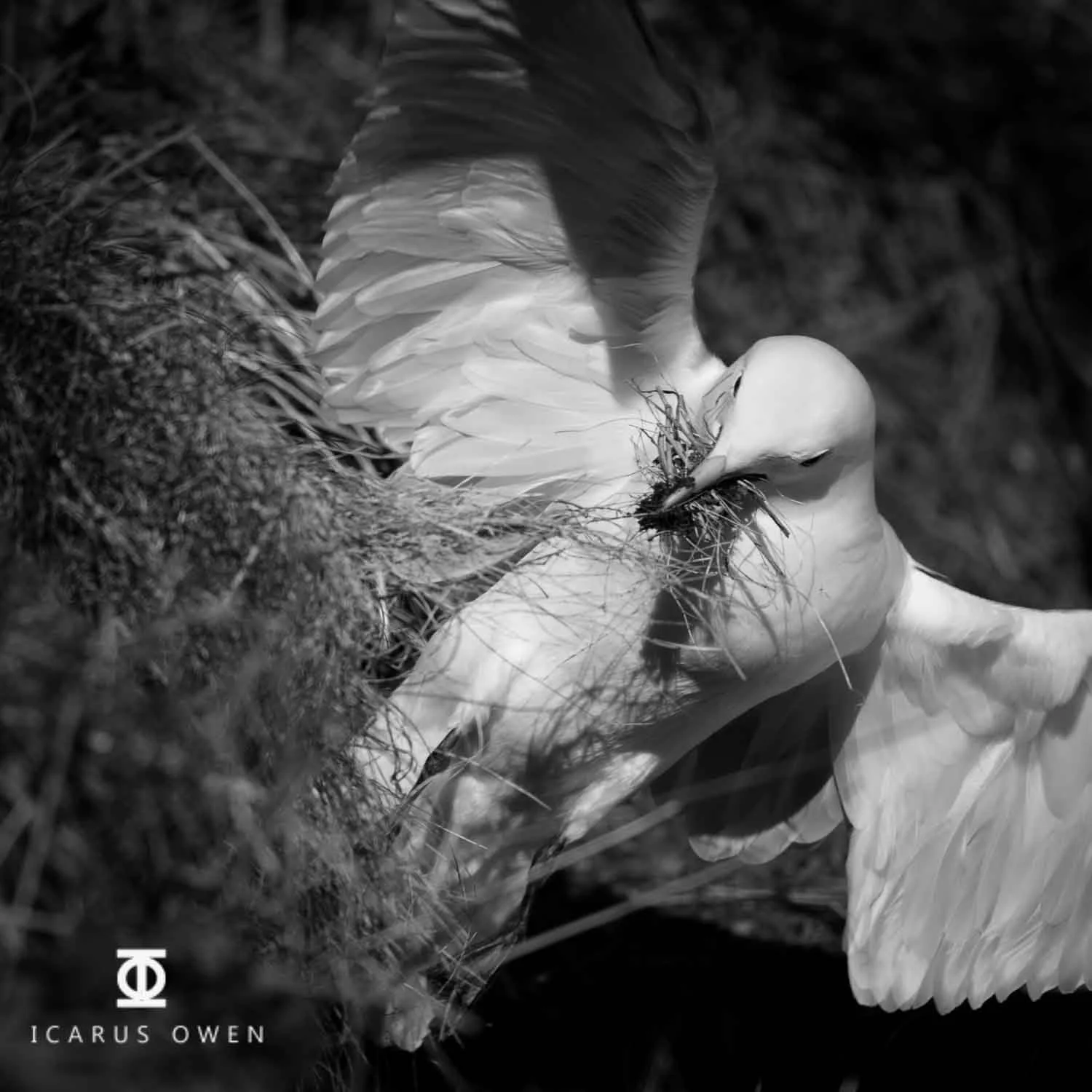 Kittiwake gathering nesting materials