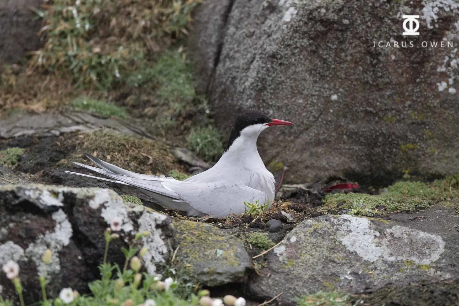 Arctic tern sitting on nest in the rain protecting chick, Isle of May, Scotland.